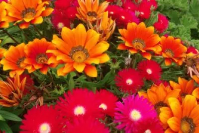 Flores Vivas