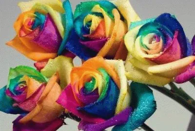 rosas arco iris