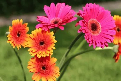 פאזל של Gerberas laranja e rosa