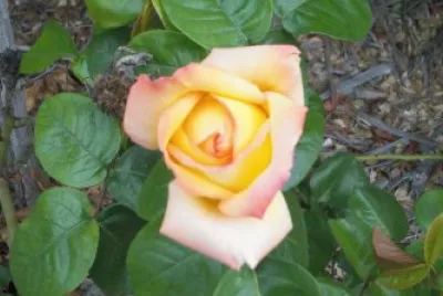 Mamacita 's Rose 1