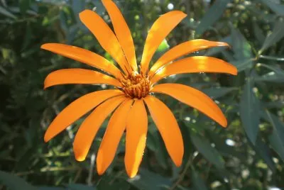 flor de esquel