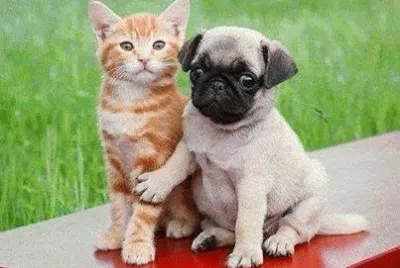 - gato-cachorro jigsaw puzzle