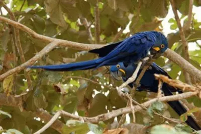 פאזל של arara azul