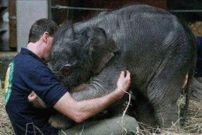 elefante