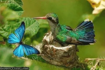 beija flor