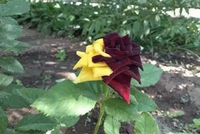 rosa colorida