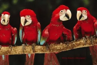arara vermelha
