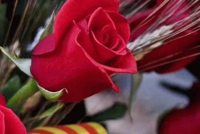 Rosa de Sant Jordi