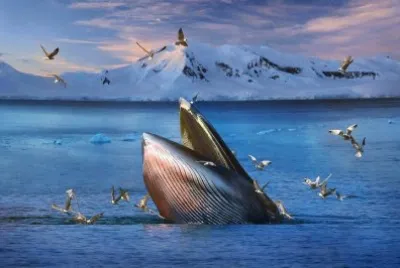 ballena