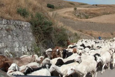 goats