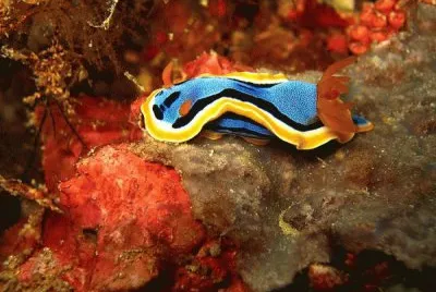 Caracol Color