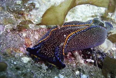 Nuevo Caracol Color