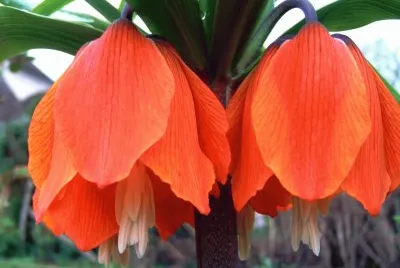 fritillaire
