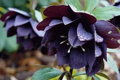 פאזל של hellebore pour A