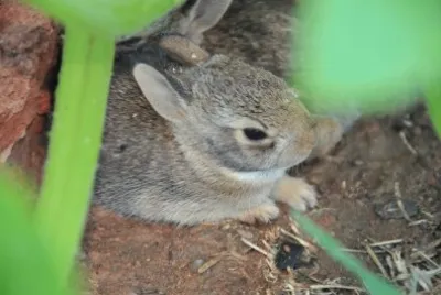 Squeek