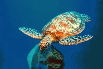 turtle