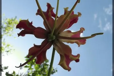 פאזל של gloriosa