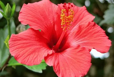 hibiscus