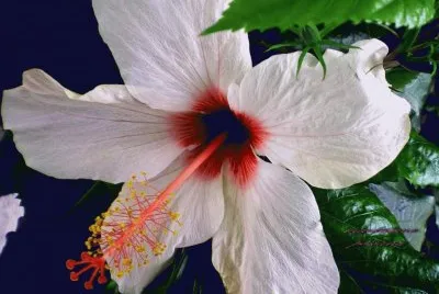 פאזל של hibiscus