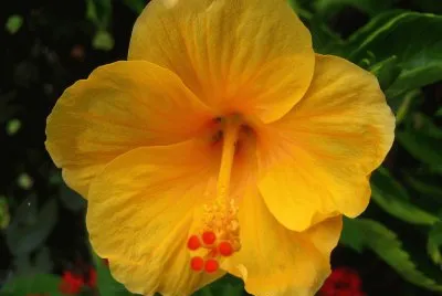 פאזל של hibiscus