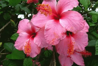 hibiscus