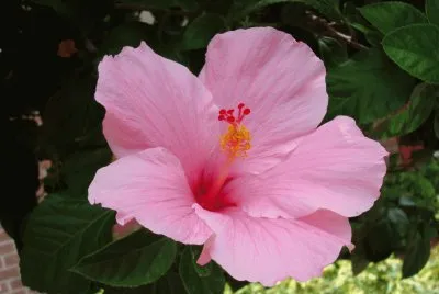 פאזל של hibiscus