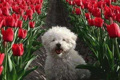 tulipanes