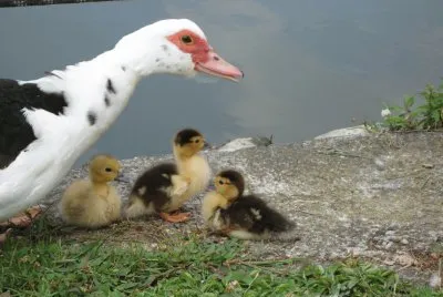 DUCKS