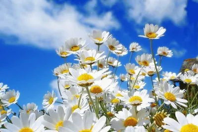 פאזל של 25 de abril margaridas e cÃ©u