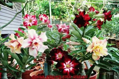 flores