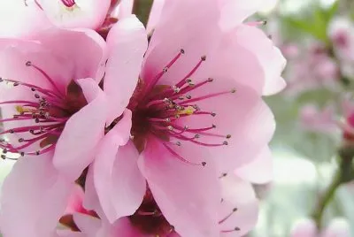 פאזל של 25 flor