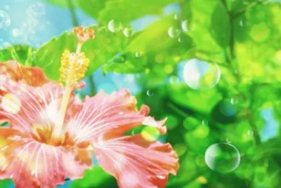 פאזל של Hibisco