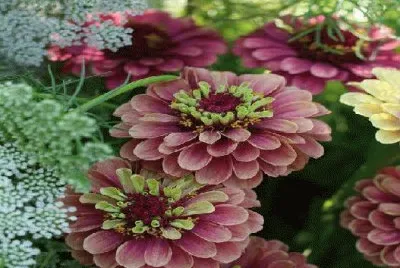 flores