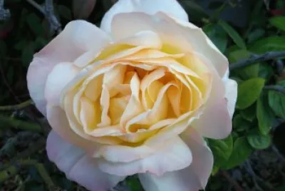 Single Yellow Rose