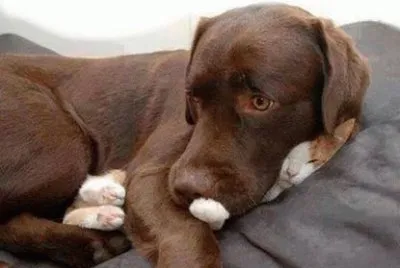 gato-cachorro jigsaw puzzle