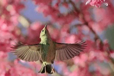 natureza