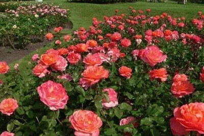- rosas