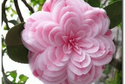 flor