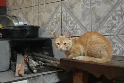 gato no burraio jigsaw puzzle