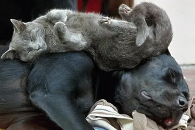 - cachorro- gato