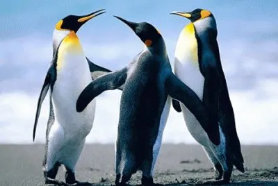 - pinguim