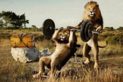 Leones en el gimnasio.