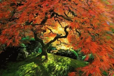 פאזל של Arbol Japones Kito