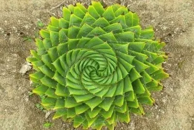 aloÃ©s spiral