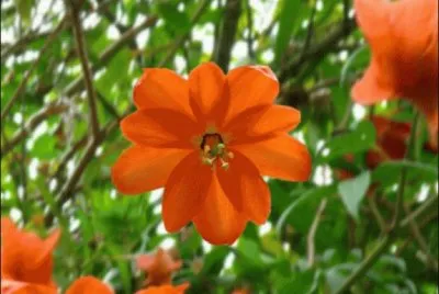 fleur