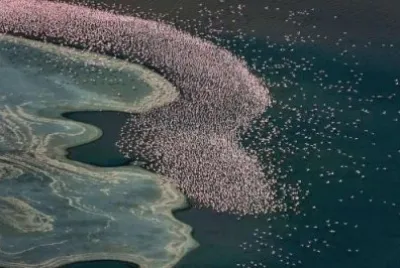 Flamencos Miles.