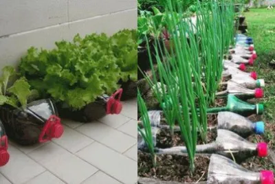 - horta