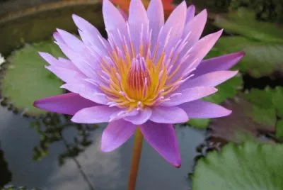 lotus