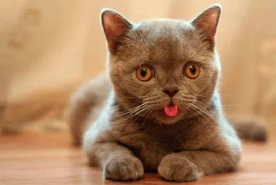 - gato jigsaw puzzle