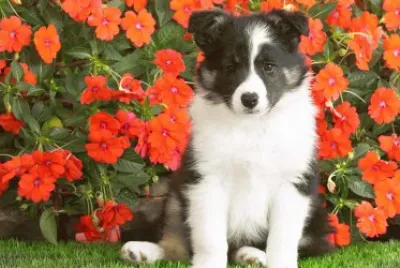 Perrito en el Jardin